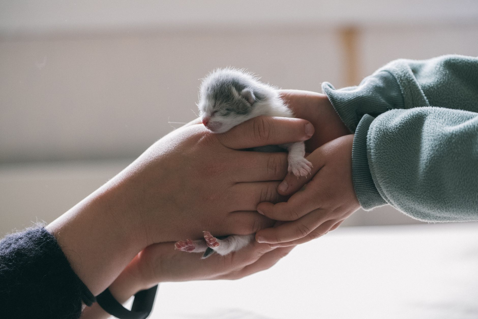 Por qué hay gente que ayuda antes a un animal que a un desconocido, según psicólogos